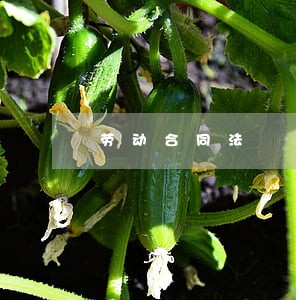 劳动合同法  对比